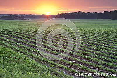 Field of young soybean plants at sunrise Stock Photo