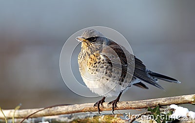 Fieldfare Stock Photo