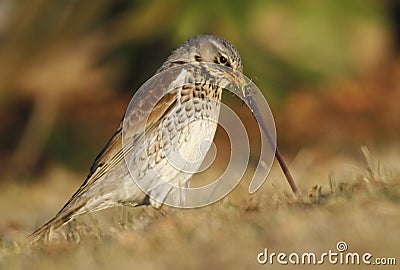 Fieldfare catching a worm Stock Photo