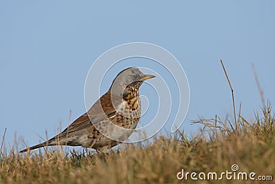 Fieldfare in high position Stock Photo