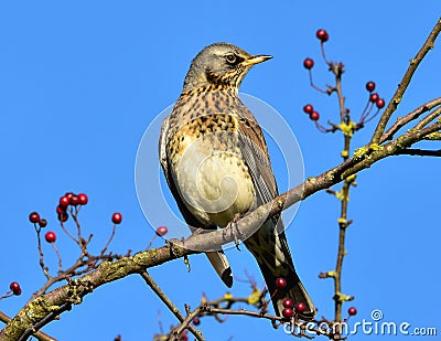 Fieldfare perched on rowen tree Stock Photo