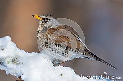 Fieldfare stands on snowy perch as he rests on the sun Stock Photo