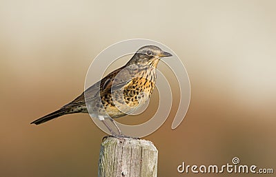 The Fieldfare ( Turdus pilaris) Stock Photo