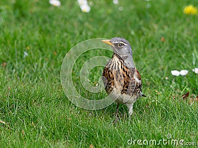 Fieldfare - Turdus pilaris Stock Photo