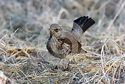 Fieldfare, Turdus pilaris Stock Photo