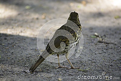 The fieldfare (turdus pilaris) stands on a ground and looks around. Stock Photo