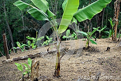 The fields belong to Baduy traditional village residents. Stock Photo