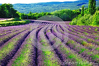 Fields of blloming lavander in Provence Stock Photo