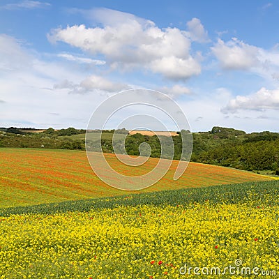 Fields with blooming rapeseed / poppies, Cotswolds Stock Photo