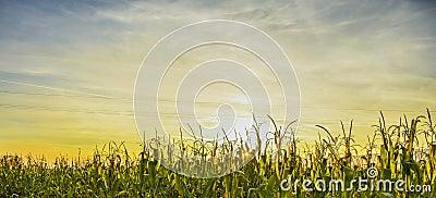 Fields of corn Stock Photo