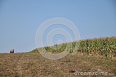 Fields of corn and round bale of straw Stock Photo