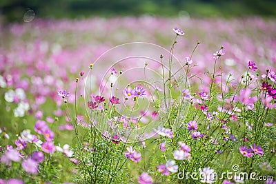 Fields cosmos Stock Photo