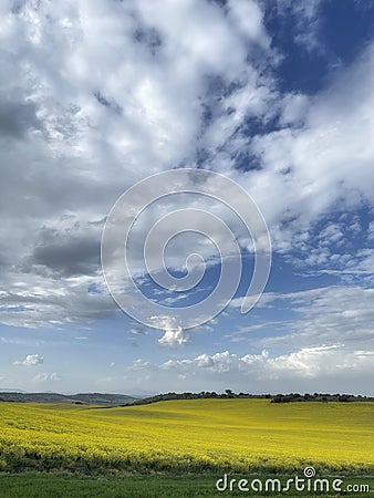 Fields of flowering rapeseed under a blue sky with clouds, meadows with yellow flowers, rapeseed oil industry, agricultural crops Stock Photo