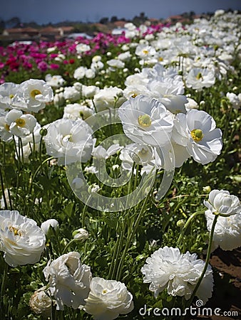 Fields of Flowers, Southern California Stock Photo