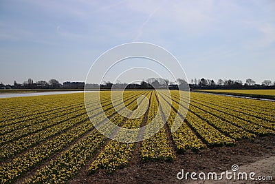 Fields full with yellow daffodills in the Bollenstreek, an area Stock Photo