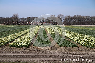 Fields full with yellow daffodills in the Bollenstreek, an area Stock Photo