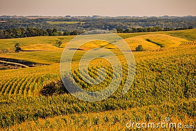 Fields of Gold in the Corn State of Iowa Stock Photo