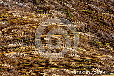 Fields of golden wheet Stock Photo