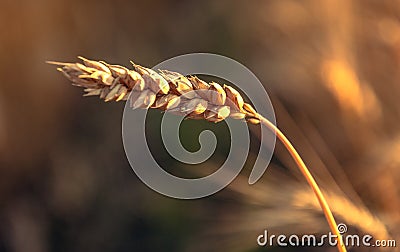 Fields of golden wheet Stock Photo