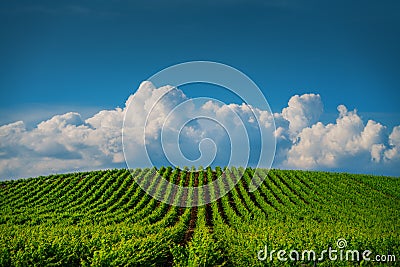 Fields of grapes in the summer Stock Photo