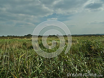 Fields of grasslands in the Norfolk countryside Stock Photo