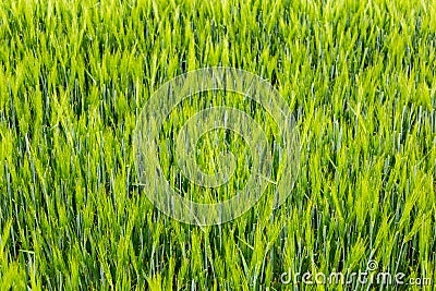 Fields of green wheat Stock Photo