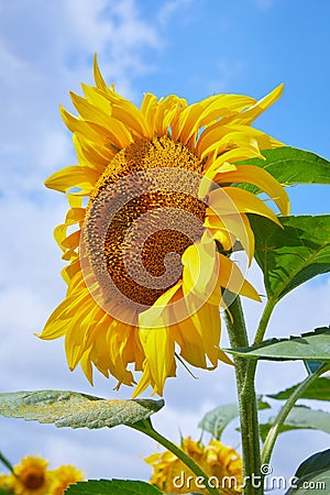 Fields with an infinite sunflower. Agricultural field. Stock Photo