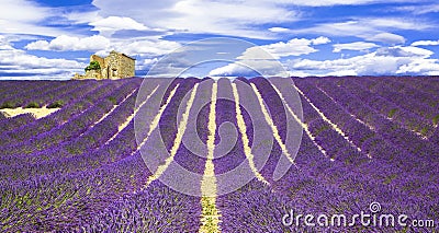 Fields of lavander in Provance, France Stock Photo