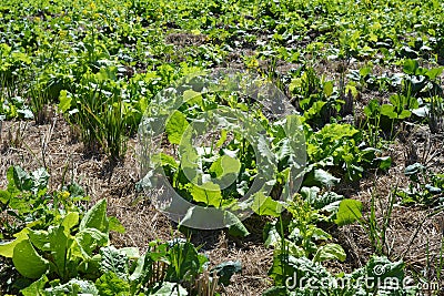 Romaine, spinach, rapeseed flowers, rapeseed and straw in the field Stock Photo