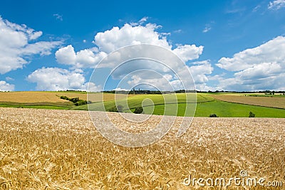 Fields, meadows, clouds. Wheat fields in agrarian landscape in early summer. Stock Photo