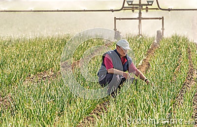 Fields of onion Stock Photo