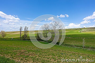 fields planted with agricultural products and natural nature scenery Stock Photo
