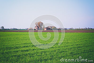Fields planted with farmer's house Stock Photo