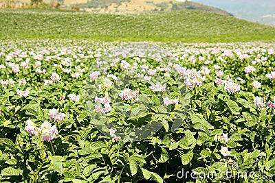 Fields planted with potatoes in bloom Stock Photo