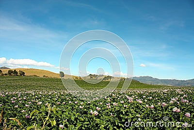 Fields planted with potatoes in bloom Stock Photo