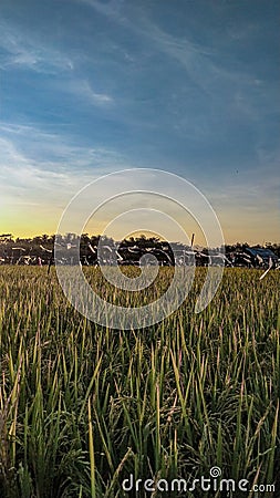 fields planted with rice Stock Photo