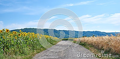 Fields of sunflowers and reeds on an empty road or pathway against a blue sky in the countryside. Scenic landscape view Stock Photo