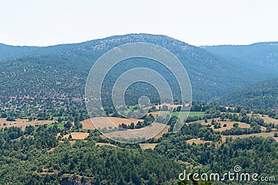 Fields surrounded by trees, trees as a natural hedge material Stock Photo