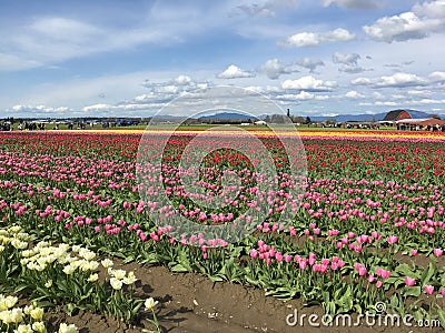 Fields of tulips Stock Photo