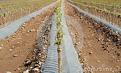 Fields of vine rooted grafts in springtime. In autumn they will be ready to be selled Stock Photo