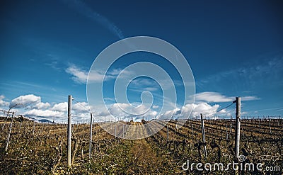 Fields of vineyards in a cellar Stock Photo