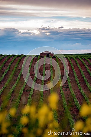 Fields of vineyards at sunset in CariÃ±ena, AragÃ³n, Spain Stock Photo