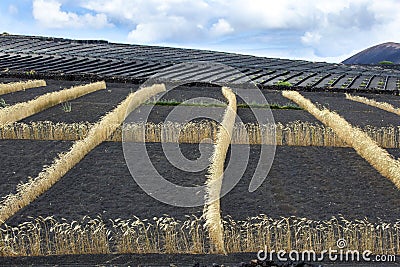 Fields on volcanic soil with golden row of corn in Lanzarote Stock Photo