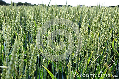 Closeup with fields of wheat - field ready for harvesting in Luxembourg Stock Photo