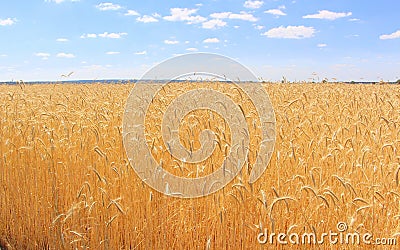 Fields of wheat. Ripe grains. Spikelets of wheat grow in a field on a farm. Wheat crop. Nature of Ukraine. Stock Photo