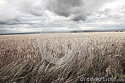 Fields of wheat on summer day Stock Photo