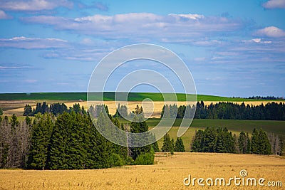 Fields of wheat in summer sunny day. Harvesting bread. Rural landscape with meadow and trees Stock Photo