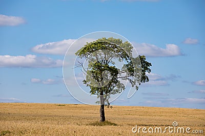 Fields of wheat in summer sunny day. Harvesting bread. Rural landscape with meadow and trees Stock Photo