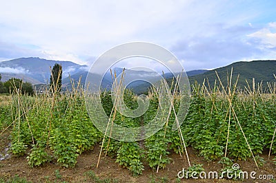 Fields of white beans in Prespes, Greece Stock Photo