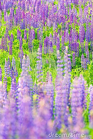 Fields of wild lupine. Beautiful purple flowers in fresh summer green Stock Photo